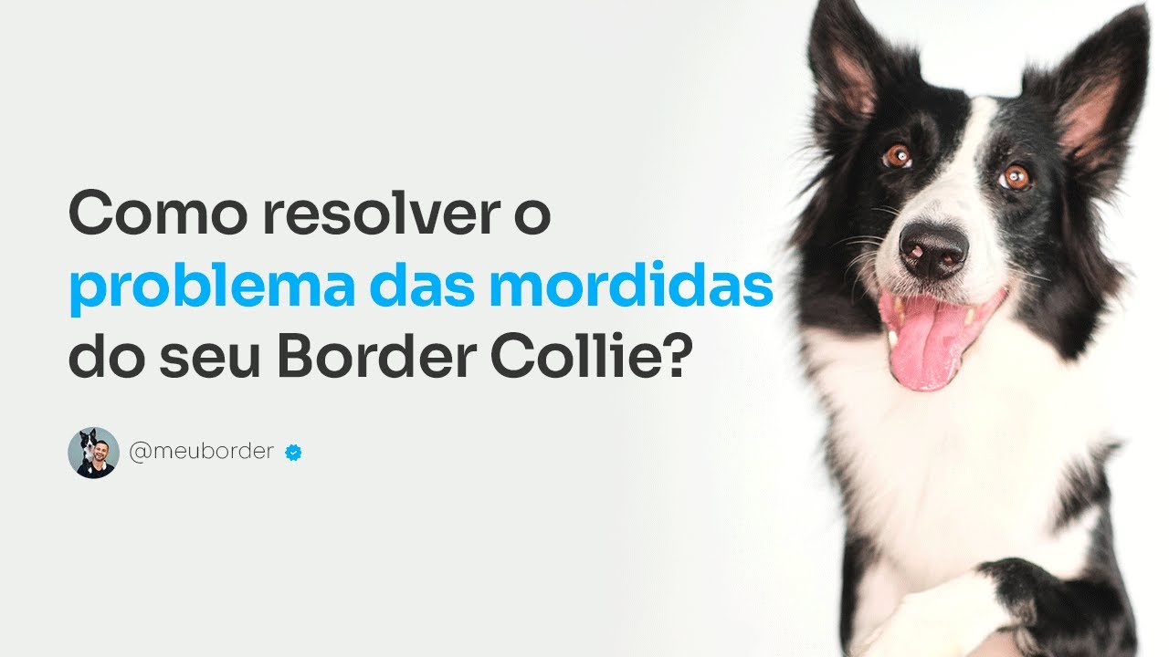 BORDER COLLIE 🐶 (Origem da raça, Características, Personalidade e  Cuidados) 