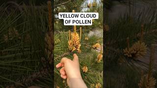 Celebrity Pine tree pollen explosion! 😱🌲 You won't believe how much it releases #PineTree #Pollen Profile