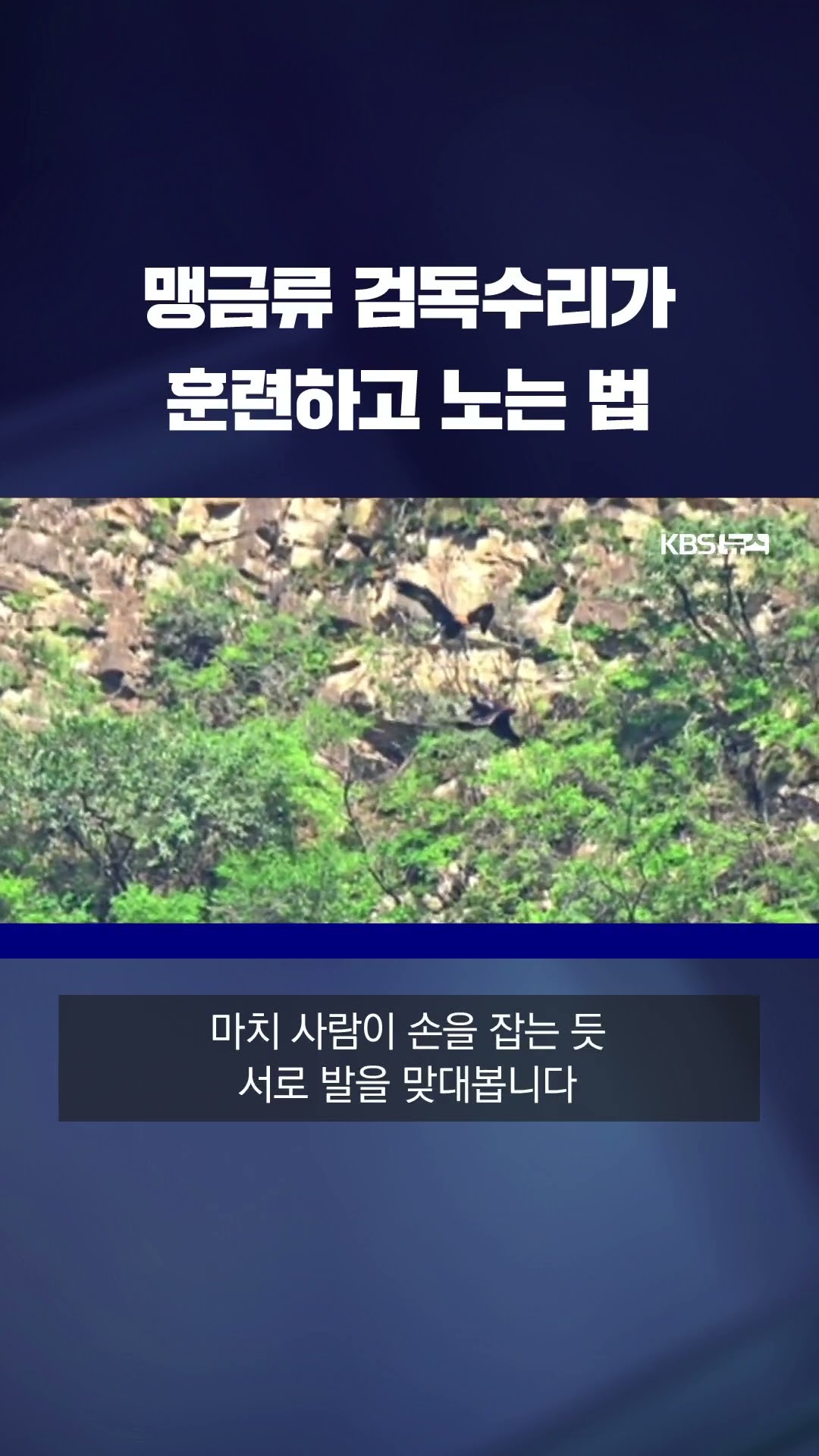 평소 접하기 힘든 맹금류 검독수리의 희귀한 활동 장면, 중국서 포착 #shorts / KBS