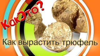 Как вырастить гриб трюфель?