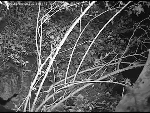 Eifel Leo on 2017 Nest Place April 2018 live cam preview