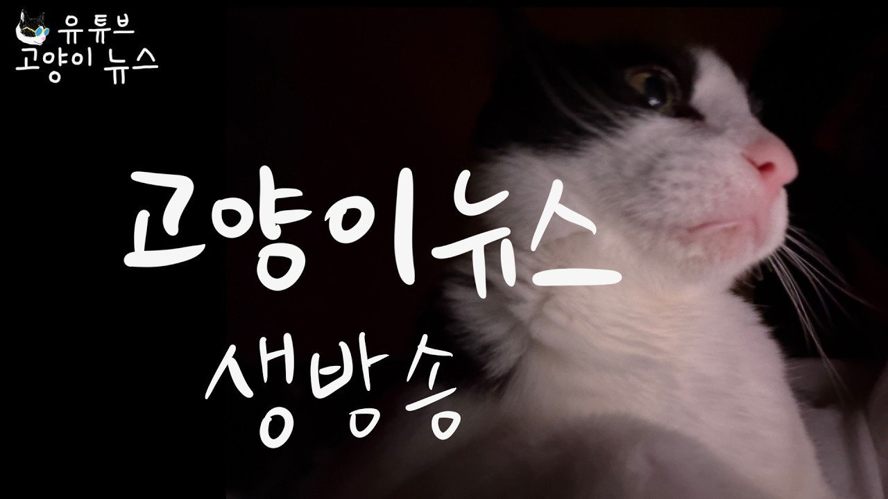 고양이뉴스 생방송