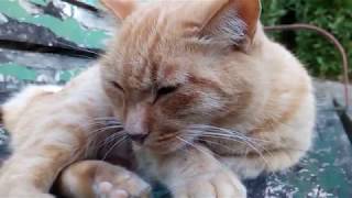 ベンチで寝てる茶トラ野良猫