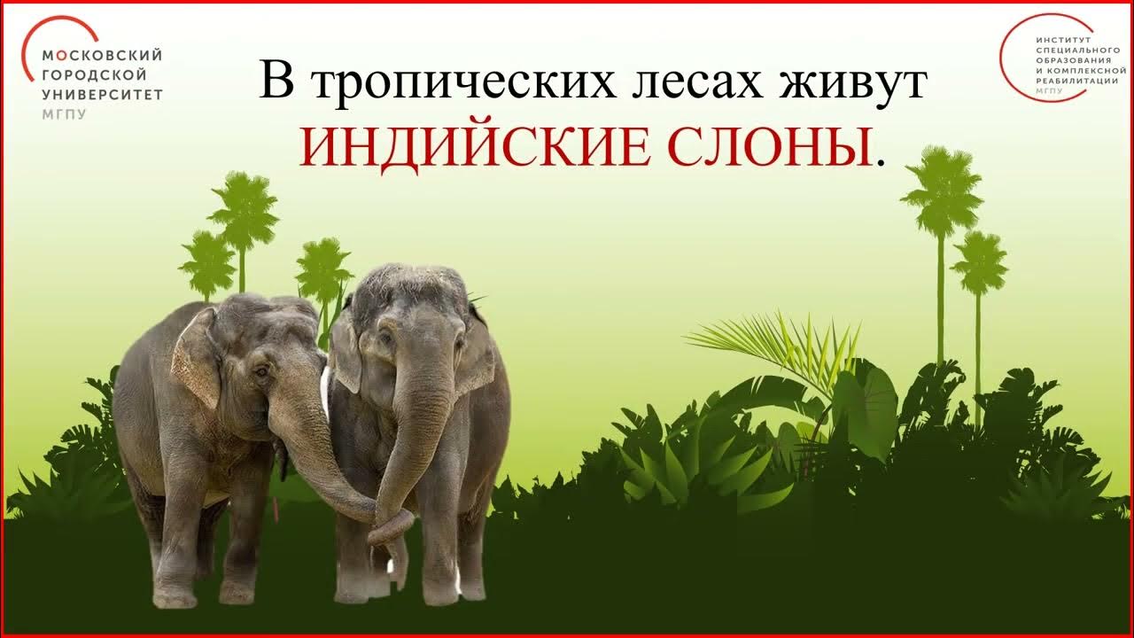 где живут слоны задания для 1 класса. рассказ о слонах. где живут слоны окружающий мир. где живет слон. слоны 1 класс.
