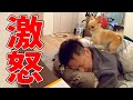 子犬チワワが4度寝したパパに激怒して見せる行動が想像を絶する