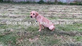 Silverton Hunt Pony Club Loo Roll Challenge