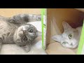 【同居初日】先住猫と元野良猫の新入りが仲良しすぎるwww