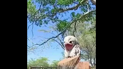Птенец Козодоя