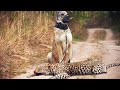 Кангал встретил Леопарда! Эти Собаки Легко Сразят Диких Животных