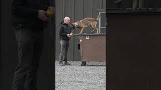Generalizing commands gives you a dog who can work in any environment or situation.