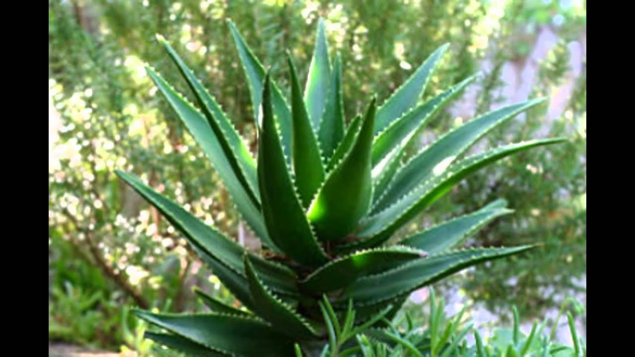 Aloe Vera Bitkisinden Aloe Vera Jeli Nasıl Çıkarılır Aloe Vera Bitkisinden Aloe Vera Jeli Nasıl Çıkarılır