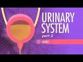 Urinary System, Part 2: Crash Course A&P #39