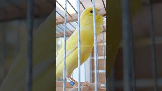 Yellow Canary Original short10 #canary #canarybird #canaricultura #timbrado #short