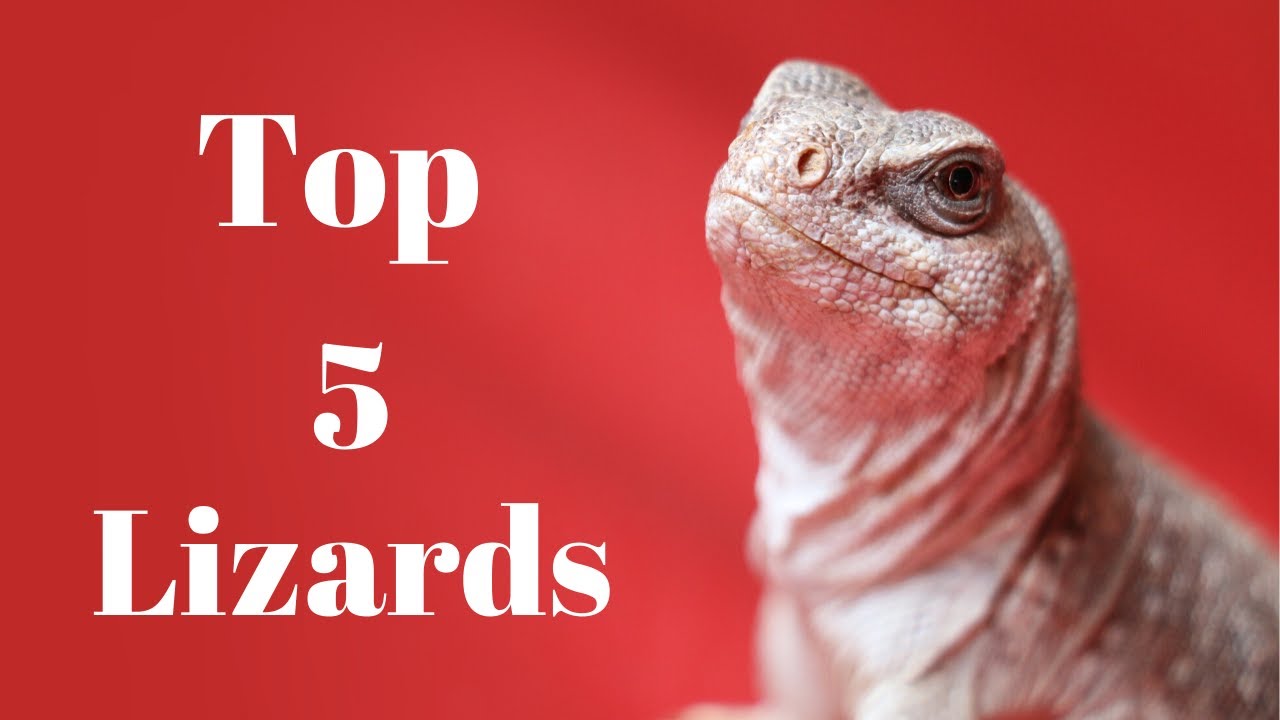 Top 5 Intermediate Lizards - YouTube