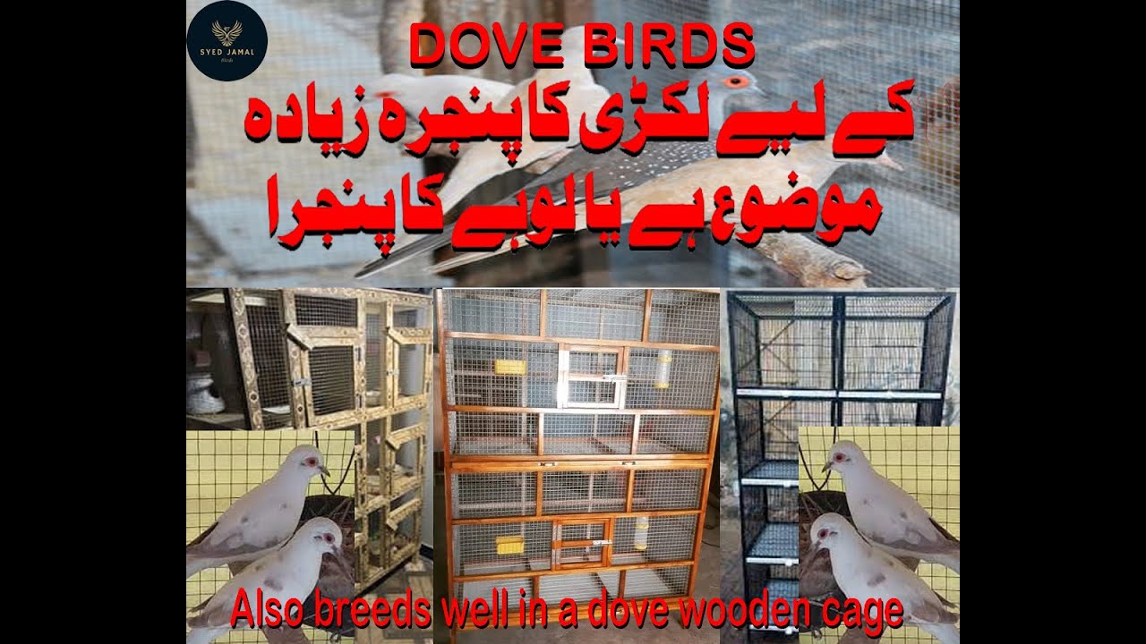 How should be the best cage for a Dove birds ! Also breeds well in a