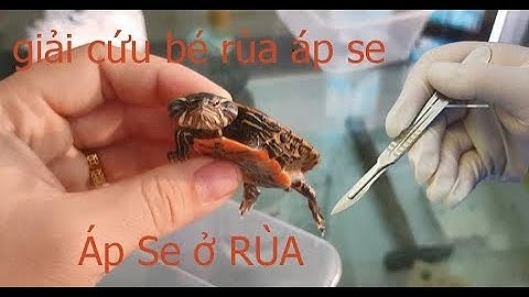 Giải cứu bé rùa bị bệnh áp se | Rescue sick turtle | House Animal TV