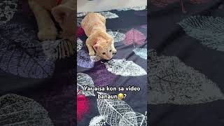 Jaldi jaldi comment kark petroo ko koi viral video ka idea suggest karo😹😻#catshorts #cute #fypシ゚