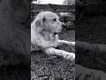 Il mio Golden retriever. #dogsitter #cat #bologna #dog