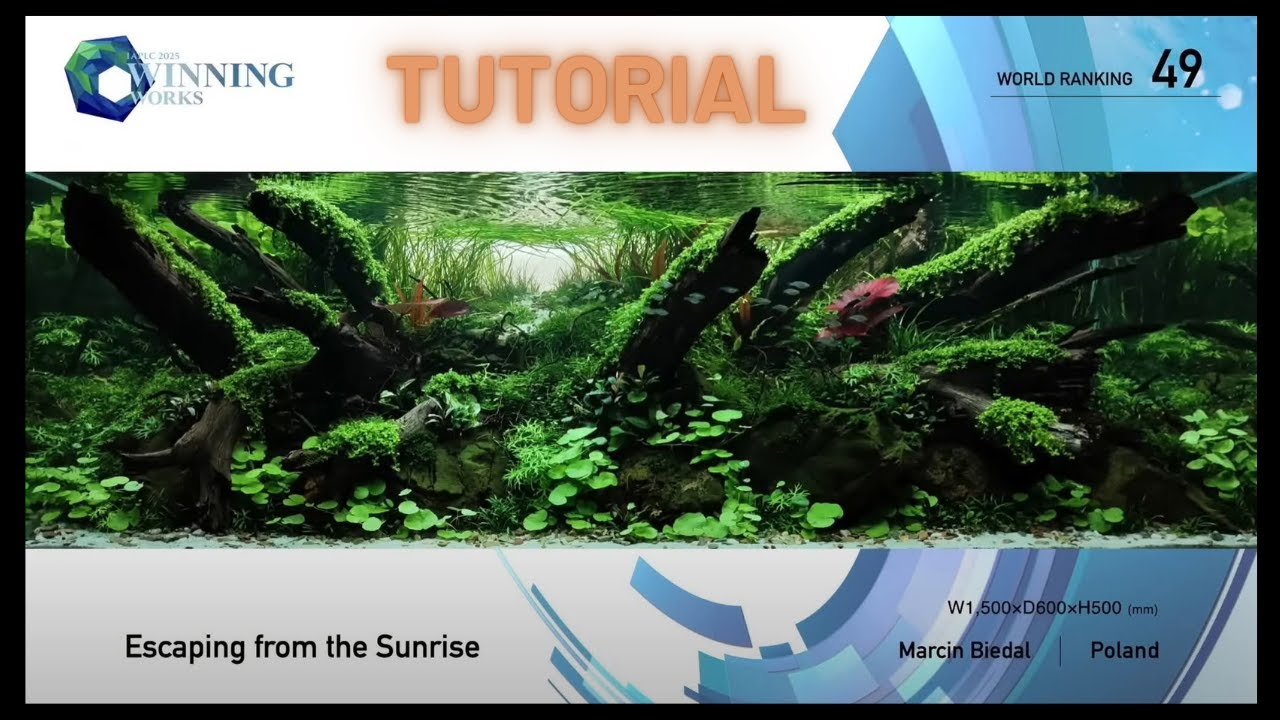 IAPLC 2025 rank 49 - 