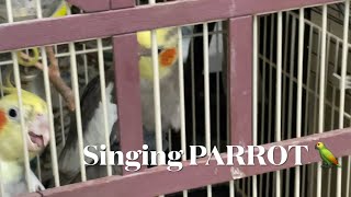 IS THIS REAL ?? PARROTS 🦜 SINGING A SONGS 🎶LOS PAJARITOS DE MARY CANTANDO
