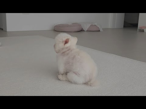 How Our Cute and Tiny Puppies Spend Their Day [RuPong Daily V-LOG]