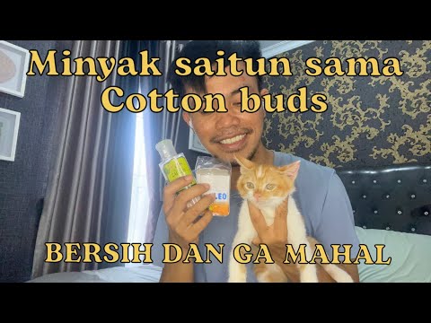 Kucing Rumi Bersihin kuping sama hidung rumi yang belekan#kucingmixdome #kucing# ...