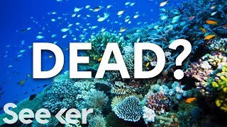 Is The Great Barrier Reef Actually Dead?