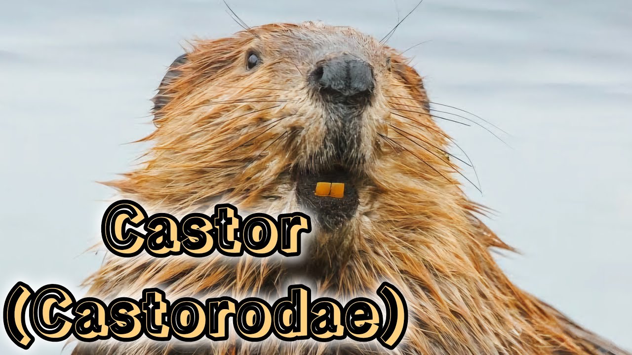 Los Ingenieros de la Naturaleza: Todo sobre los Castores