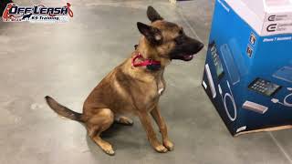 1 Year Old Belgian Malinois "Sparta" Before/After Video | Aggression/Reactive  to Under Control!
