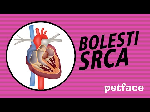 Video: Bolesti I Prehrana Pasjih Srca 1. Dio - Daily Vet