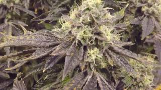 Gavita 4k Medical Grow Part 13 Day 70 of Flower