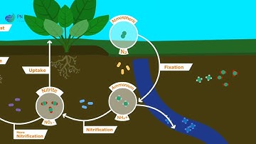 Understanding Our Soil: The Nitrogen Cycle, Fixers, and Fertilizer #science #pleasantnature