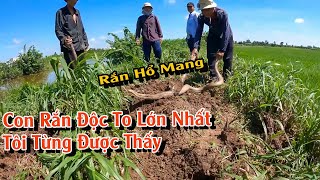 Đây là con Rắn to lớn nhất tôi từng được nhìn thấy | TGSB (video cũ)