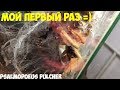 Паук мне друг? #12: Мой первый раз. Спаривание Psalmopoeus pulcher. First tarantula mating!