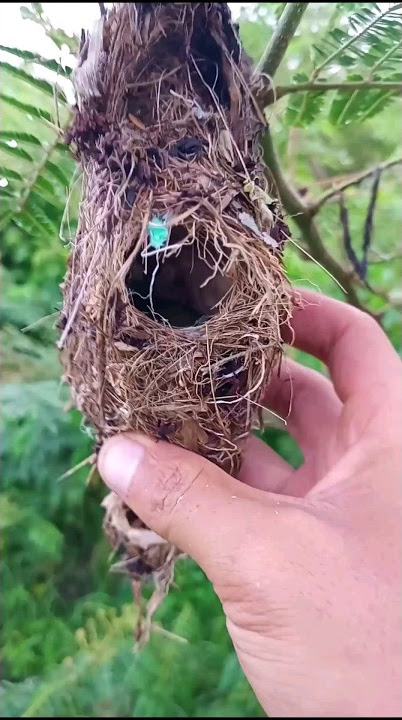 Ngebolang sarang burung dapat anakan kolibri #shorts #burungkolibri #kolibri #burung