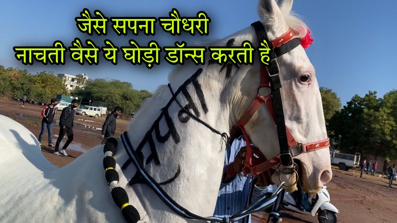 जोधपुर में सपना ने लगायें ठुमके ! इस घोड़ी ने सेम कॉपी किये सपना चौधरी के स्टेप jodhpur horse शो