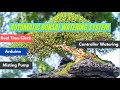 Automatic Watering system for Bonsai trees using Arduino and RTC. Advanced Gardening  System