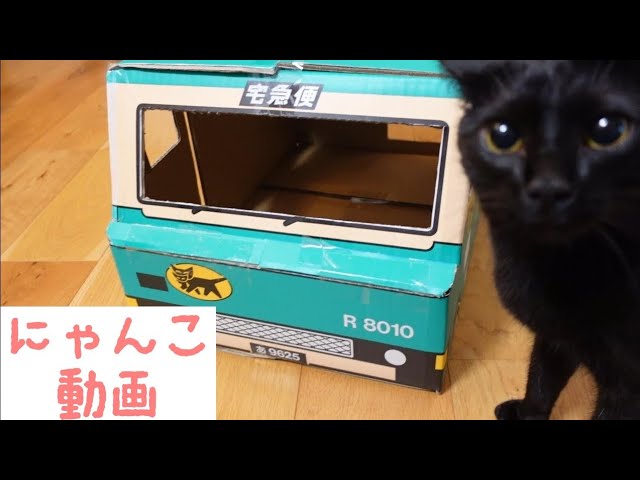 I gave my one-year-old black cat a Kuroneko Yamato delivery truck