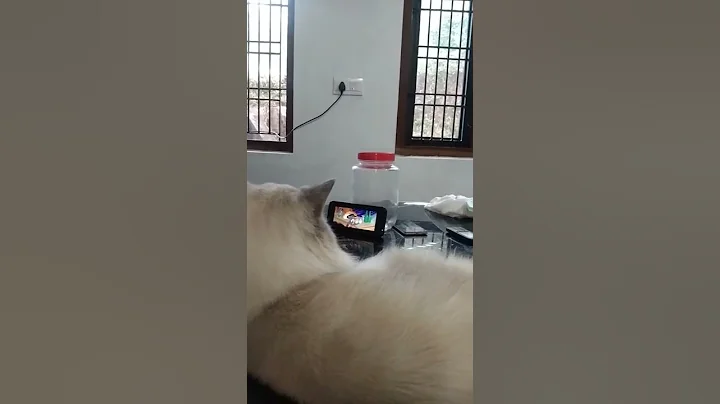 Watch the video about Tom and Jerry watching Leo #himalayancat #pets #trending #cutecat #animals #kozhikode #m4techvlog