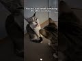 Hilarious Moments You Can't Miss! 🐶😂🐱 #funny pets #pets comedy #hilarious animals