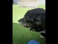 Senior Lab Left Behind At The Shelter Cries Nonstop—We’re Fighting For His  Healing [STORY BELOW]