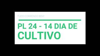 14 DIA DE CULTIVO PL24 VÍDEO 18/32