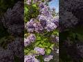 Lilac tree in full flower. Lilac a great choice for small garden and wildlife friendly #lilac