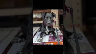 Pixie's obedience- Dog Training- Dog Obedience🐶