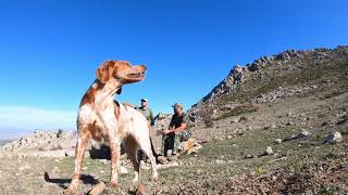 La caza de la perdiz roja en alta montaña