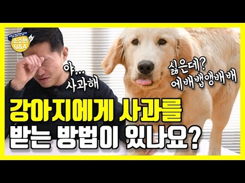 강아지에게 사과를 받는 방법이 있나요?｜강형욱의 소소한 Q&A