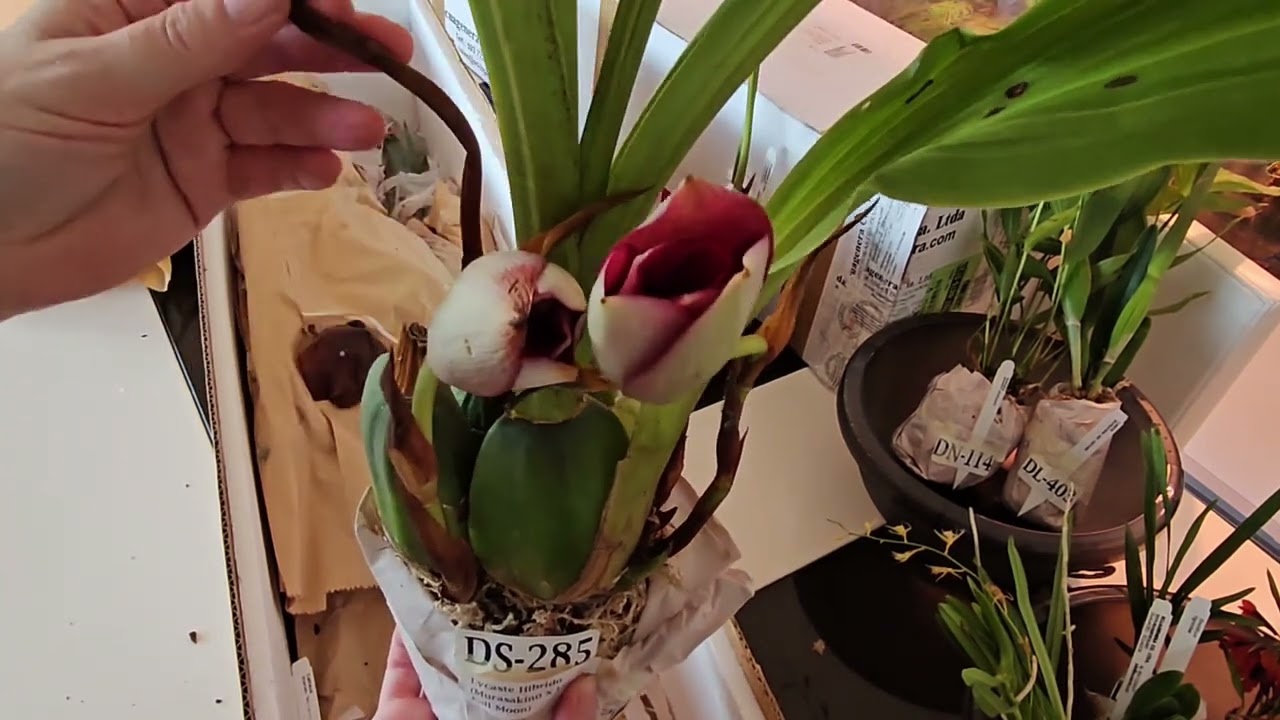 Распаковка от Ecuagenera