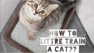 HOW TO LITTER TRAIN YOUR CAT? by Maaz Ahmad 92 views 3 years ago 3 minutes, 23 seconds