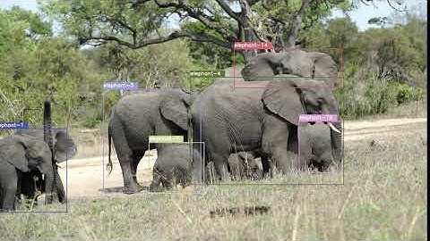 Tracking elephants using Darknet + YoloV4 + TensorFlow