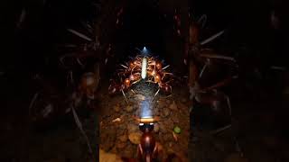 Tiny Ant POV: Inside a Hidden World 🐜📹#POV #MicroWorld #AntLife #TinyCamera #Viral